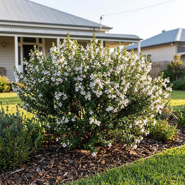 Alpine Mint Bush (Prostanthera cuneata) growing in a mulched garden bed in front of an Australian home