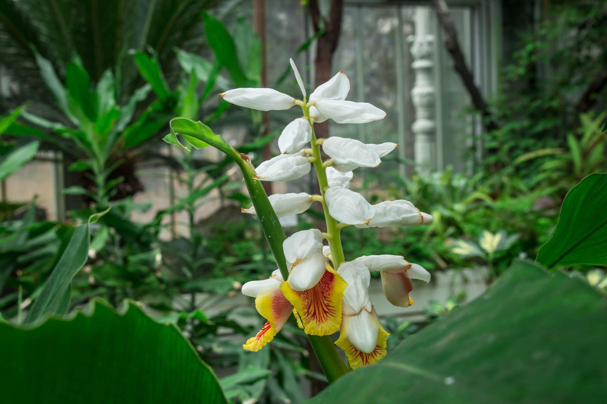 False Cardamom - Alpinia galanga - Brisbane Plant Nursery