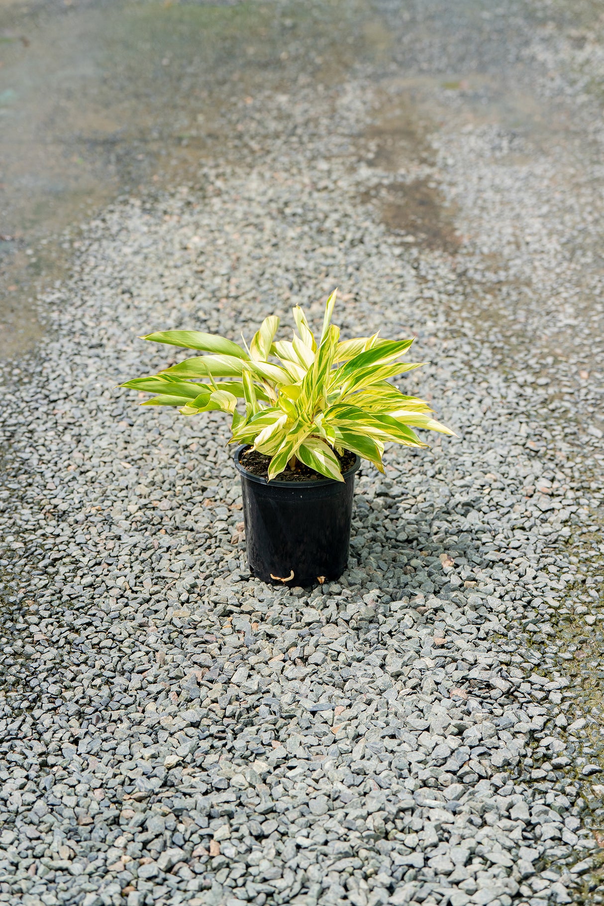 Variegated Shell Ginger - Alpinia zerumbet 'Variegata' - Brisbane Plant Nursery