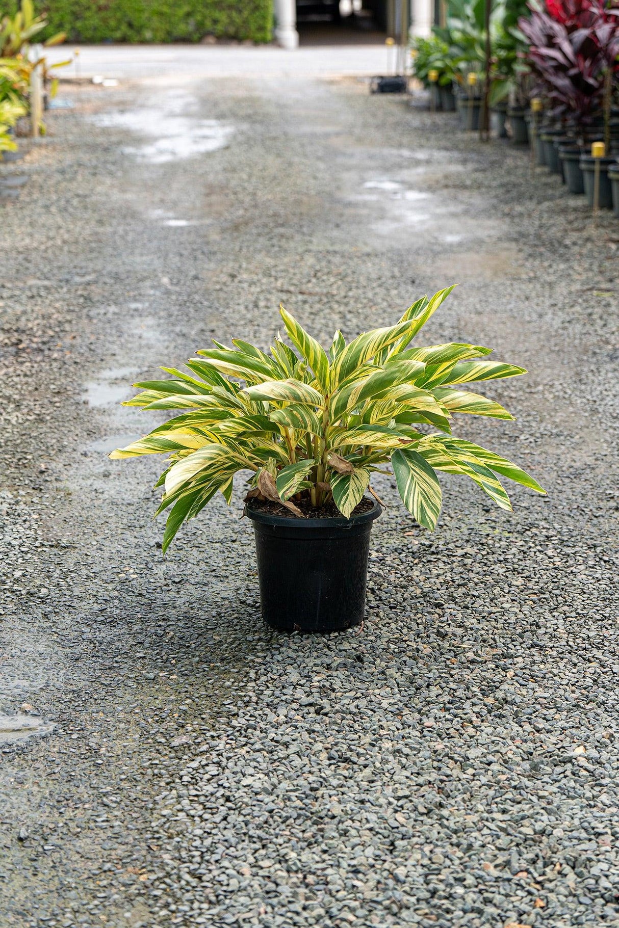 Variegated Shell Ginger - Alpinia zerumbet 'Variegata' - Brisbane Plant Nursery