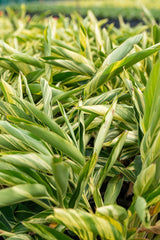 Variegated Shell Ginger - Alpinia zerumbet 'Variegata' - Brisbane Plant Nursery