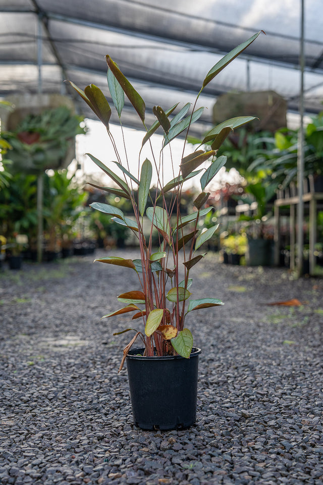 Red Back Ginger - Zingiber zerumbet - Brisbane Plant Nursery