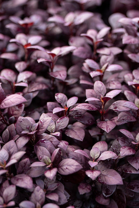 Joseph's Coat - Alternanthera dentata - Brisbane Plant Nursery