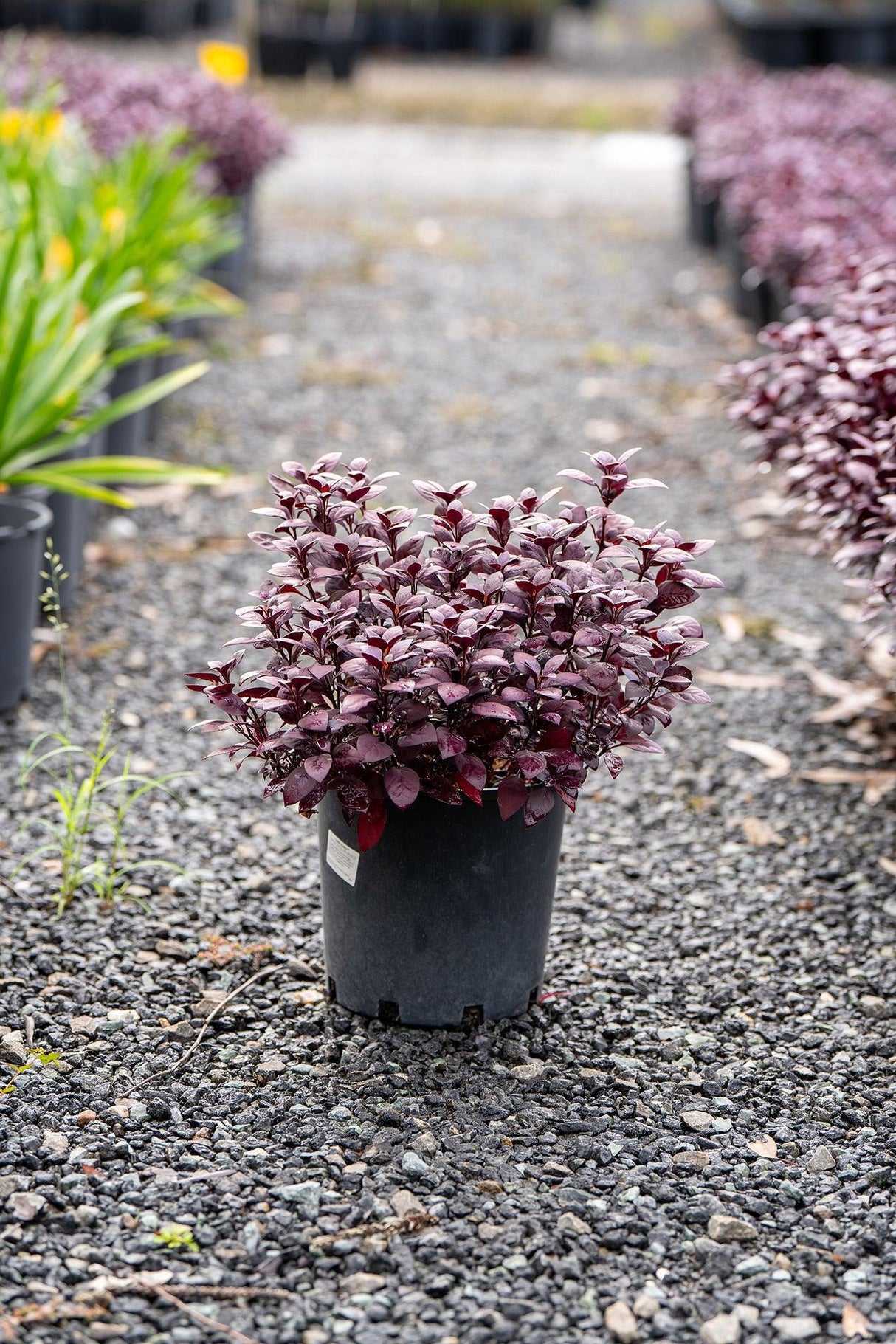 Joseph's Coat - Alternanthera dentata - Brisbane Plant Nursery