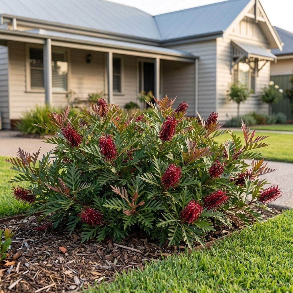 Grevillea (Grevillea laurifolia)
