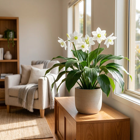 Amazon Lily