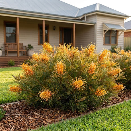 Amber Blaze Grevillea