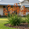 Amber Velvet Kangaroo Paw