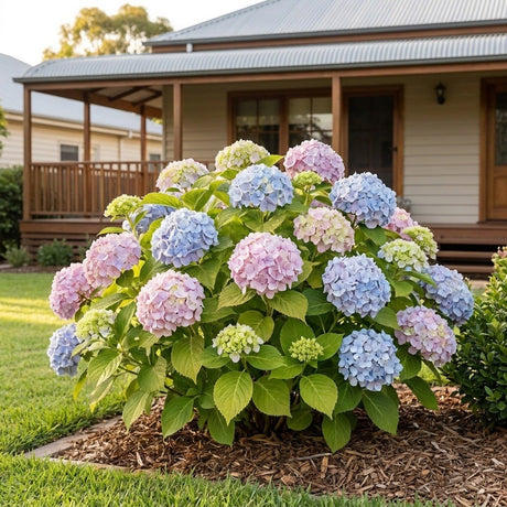 Hydrangea (Hydrangea macrophylla)