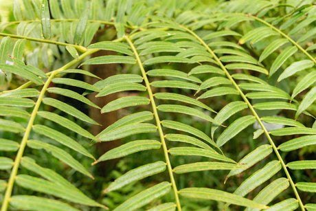 King Fern - Angiopteris evecta - Brisbane Plant Nursery