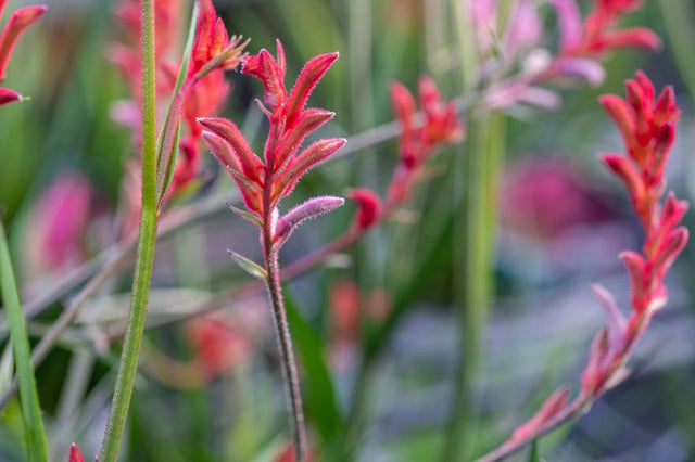 Kangaroo Paws - Anigozanthos Bush Ballad - Brisbane Plant Nursery