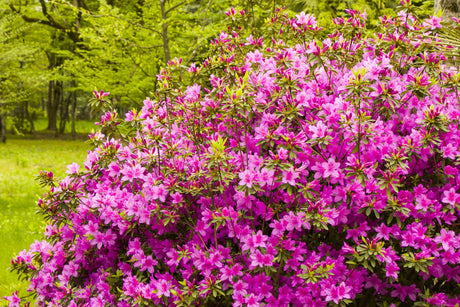 Anna Kehr Indica Azalea - Azalea indica 'Anna Kehr' - Brisbane Plant Nursery