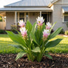 Anna Pauwlona Ornamental Ginger