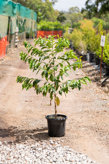 Arabic Coffee Plant - Coffea arabica - Brisbane Plant Nursery