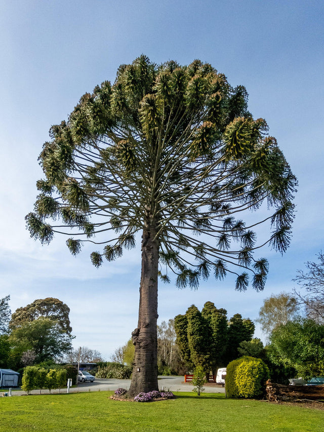 Bunya Pine Tree - Araucaria bidwillii - Brisbane Plant Nursery