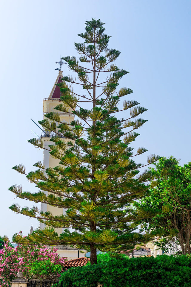 Hoop Pine Tree - Araucaria cunninghamii - Brisbane Plant Nursery