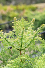 Hoop Pine Tree - Araucaria cunninghamii - Brisbane Plant Nursery