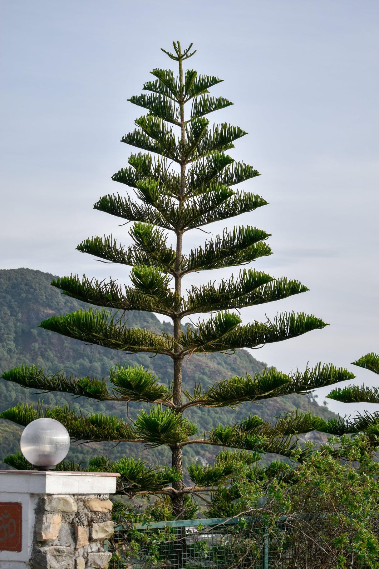 Norfolk Island Pine - Araucaria heterophylla - Brisbane Plant Nursery