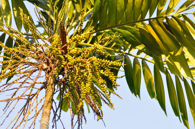 Triandra Palm - Areca triandra - Brisbane Plant Nursery