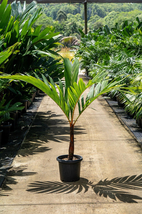 Orange Areca Palm - Areca vestiaria 'Orange Form' - Brisbane Plant Nursery