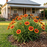 Arizona Sun Blanket Flower