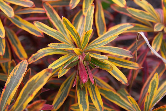 Ascot Rainbow Euphorbia - Euphorbia 'Ascot Rainbow' - Brisbane Plant Nursery