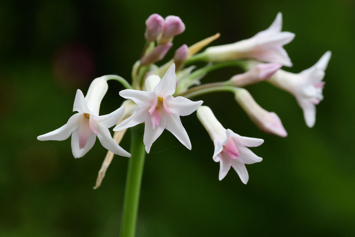 Ashanti Pearl Society Garlic - Tulbaghia violacea 'Ashanti Pearl' - Brisbane Plant Nursery