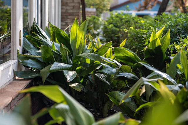 Cast Iron Plant - Aspidistra elatior - Brisbane Plant Nursery