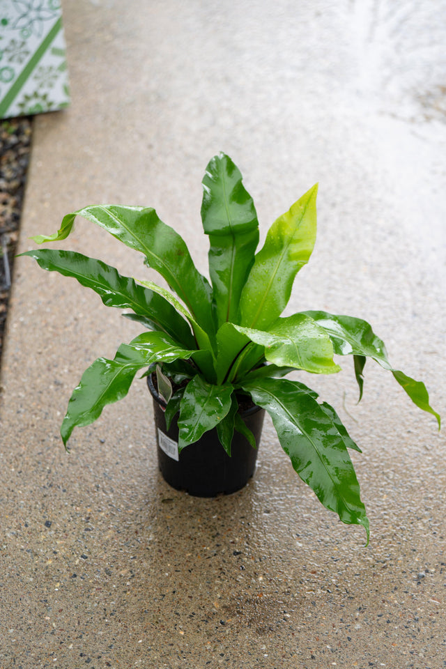 Birds Nest Fern - Asplenium nidus Crissie - Brisbane Plant Nursery