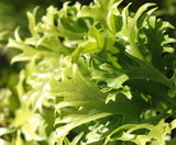 Birds Nest Fern - Asplenium nidus Crissie - Brisbane Plant Nursery