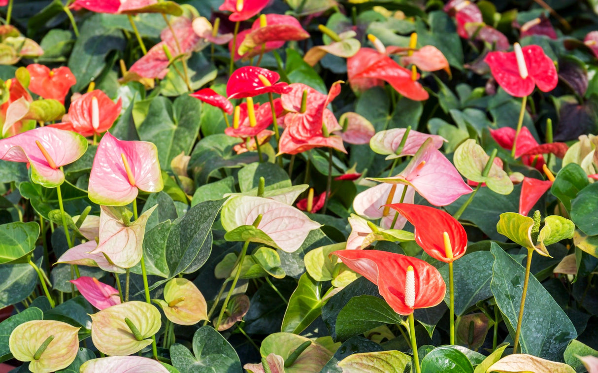 Assorted Anthurium - Anthurium spp. - Brisbane Plant Nursery