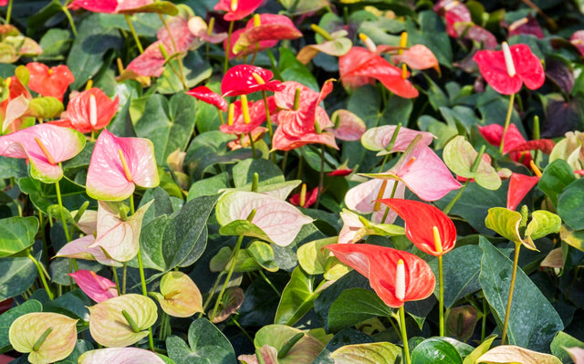 Assorted Anthurium - Anthurium spp. - Brisbane Plant Nursery