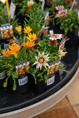 Assorted Gazania - Gazania spp. - Brisbane Plant Nursery