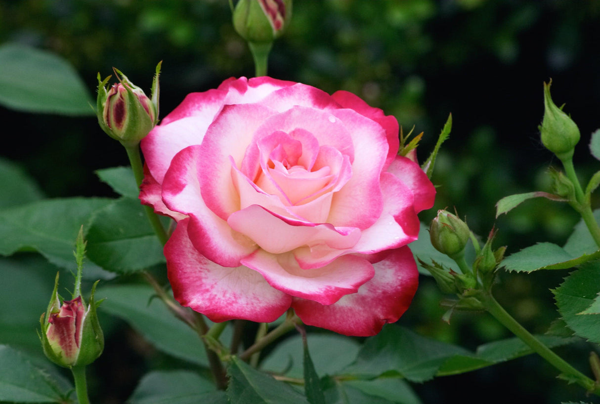 Assorted Rose - Rosa spp. - Brisbane Plant Nursery