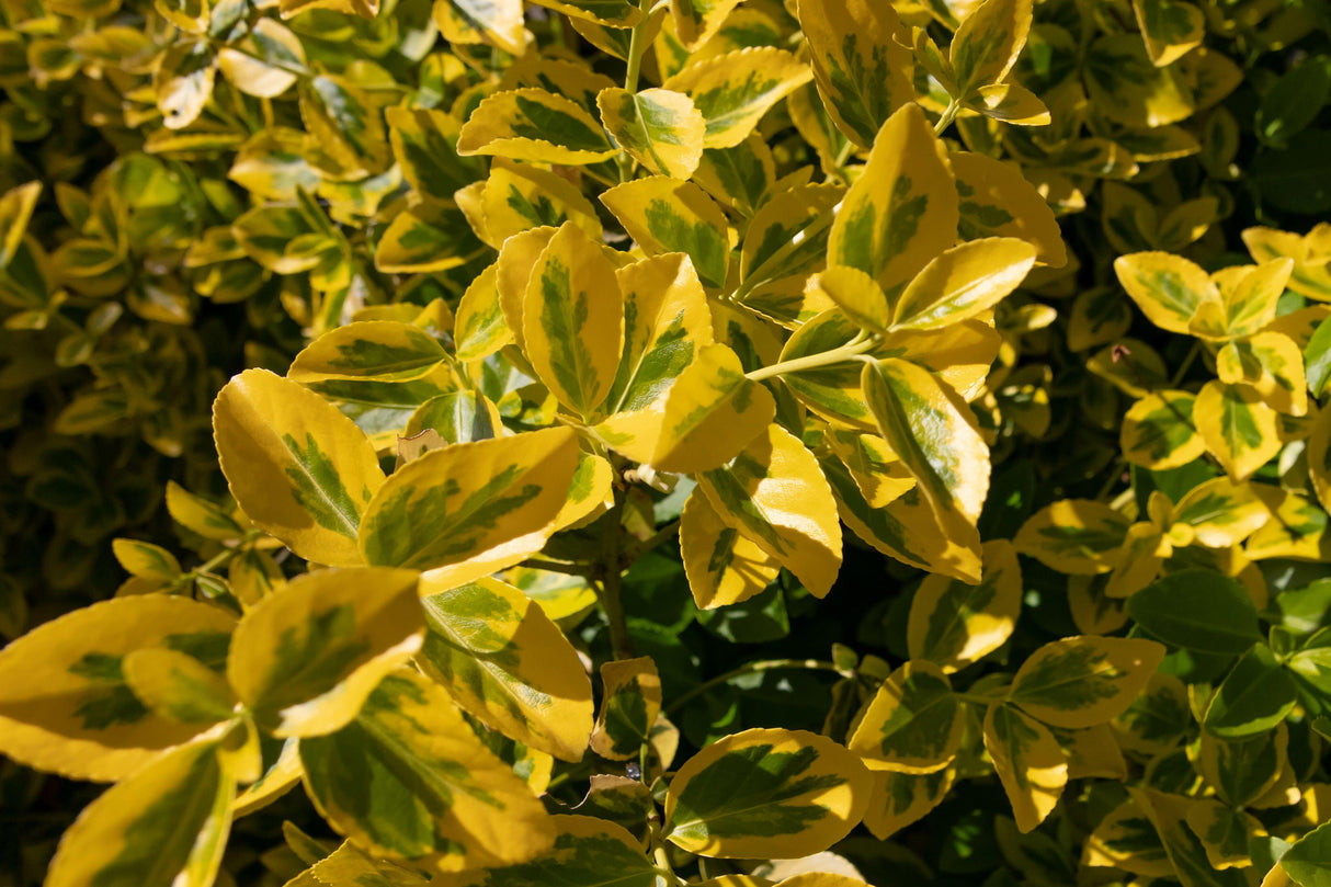 Aureo Marginatus Euonymus - Euonymus japonicus 'Aureo Marginatus' - Brisbane Plant Nursery