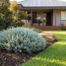 Aussie Flat Bush™ Saltbush