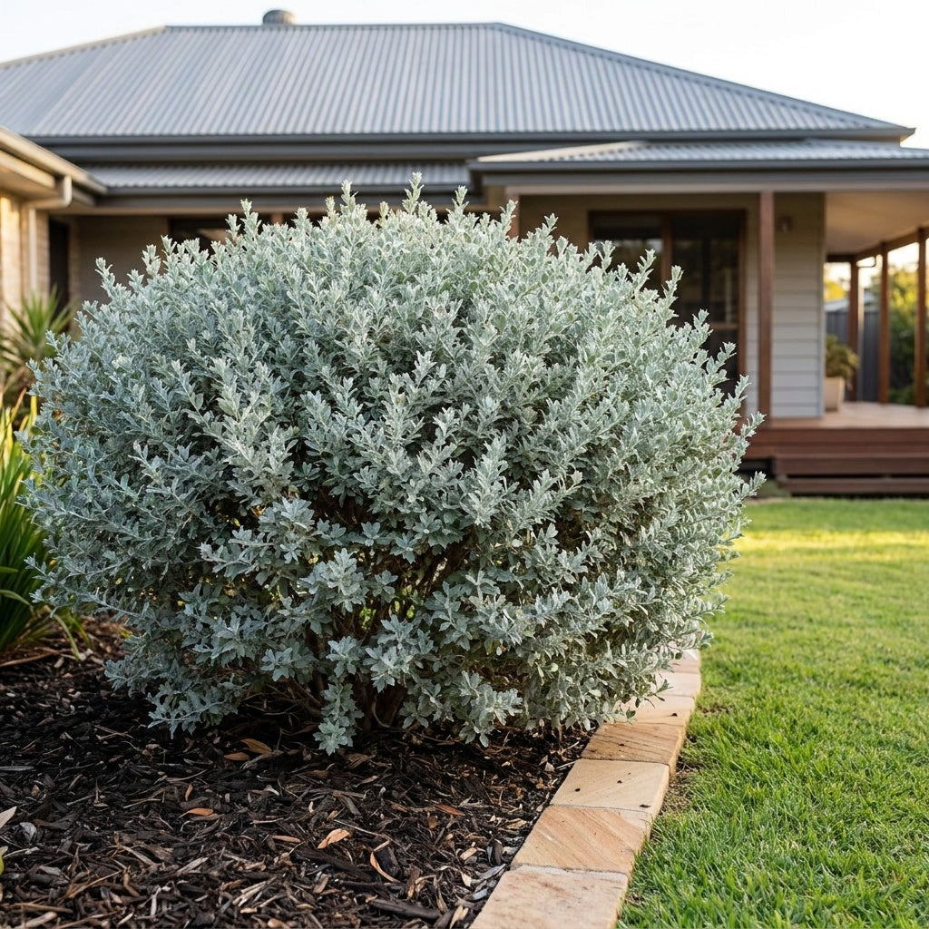 Aussie Hedge Bush Saltbush - Rhagodia spinescens 'Aussie Hedge Bush'