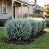 Aussie Hedge Bush™ Saltbush