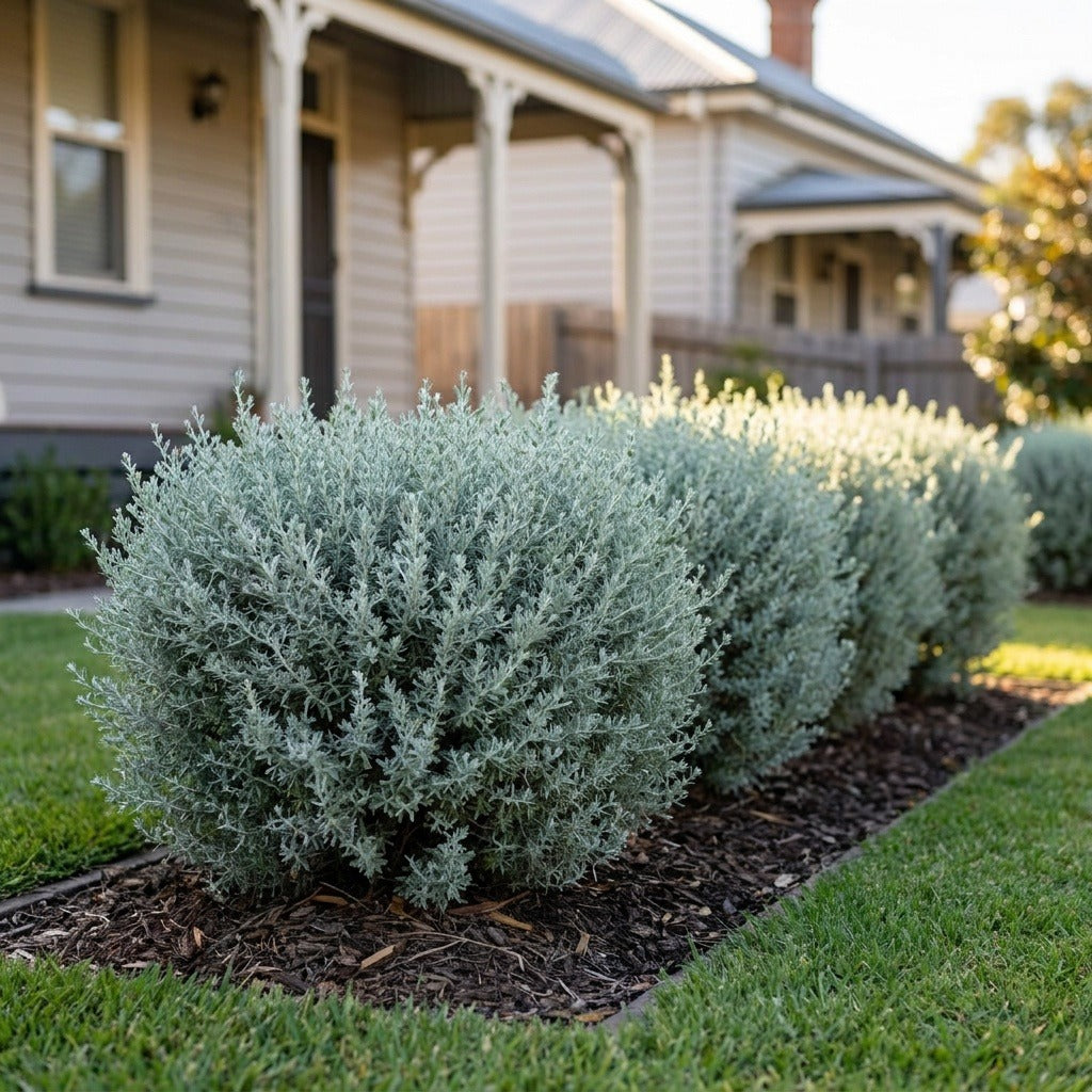 Aussie Hedge Bush Saltbush (Rhagodia spinescens)