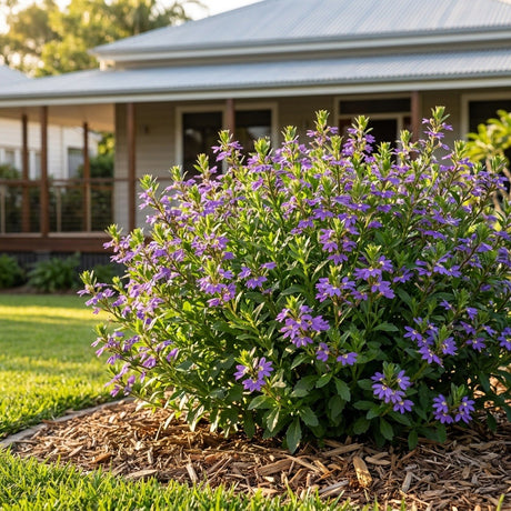 Aussie Salute Blue Fan Flower