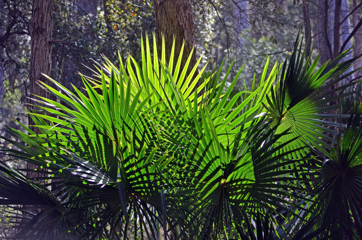 Australian Fan Palm - Livistona australis - Brisbane Plant Nursery