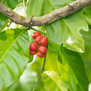 Australian Tulipwood Tree