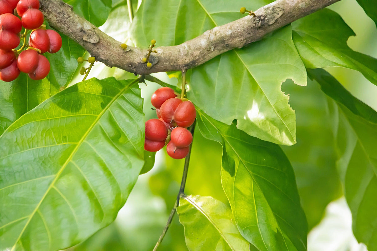 Australian Tulipwood Tree - Harpullia pendula - Brisbane Plant Nursery