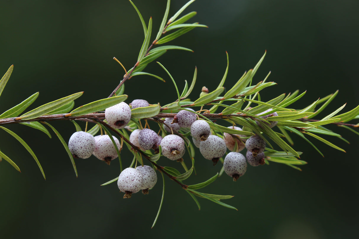 Copper Tops Midgen Berry - Austromyrtus 'Copper Tops' - Brisbane Plant Nursery