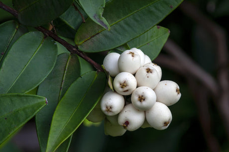 Sweet Midgen Berry - Austromyrtus dulcis - Brisbane Plant Nursery