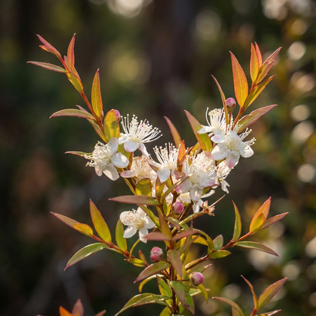 A branch of Sweet Midgen Berry (Austromyrtus dulcis) with small white flowers and reddish-green leaves is softly lit against a blurred background, highlighting this edible native plant.