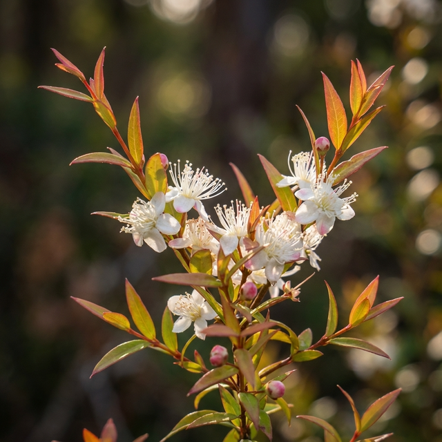 A branch of Sweet Midgen Berry (Austromyrtus dulcis) with small white flowers and reddish-green leaves is softly lit against a blurred background, highlighting this edible native plant.