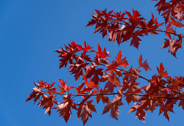 Autumn Blaze Freeman Maple Tree - Acer freemanii 'Autumn Blaze' - Brisbane Plant Nursery