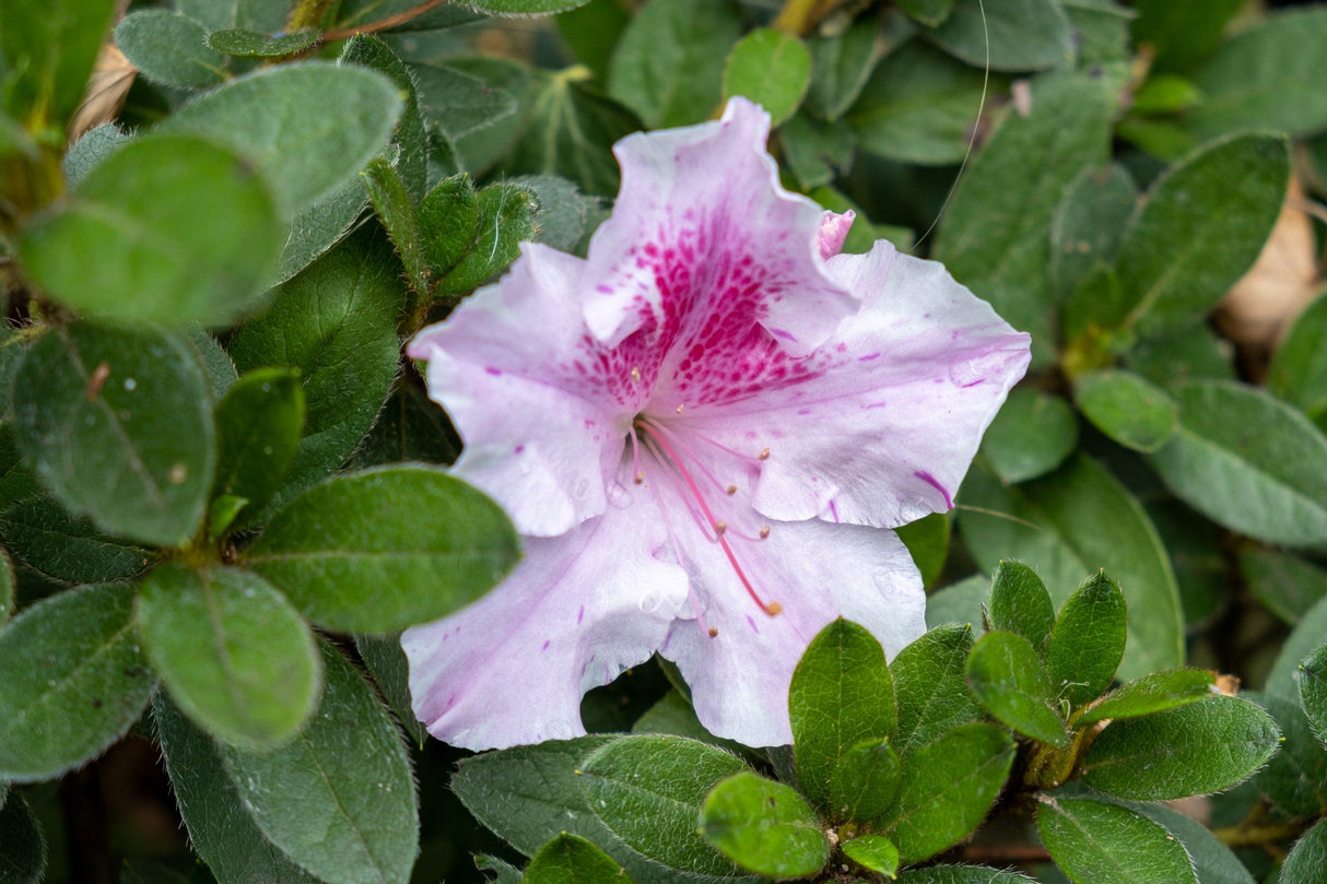 Autumn Twist Encore Azalea - Azalea Encore 'Autumn Twist' - Brisbane Plant Nursery