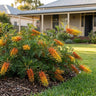 Autumn Waterfall Grevillea